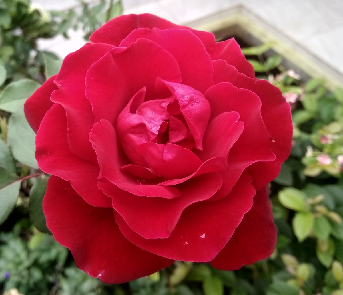 Hybrid tea rose 'Mr. Lincoln'