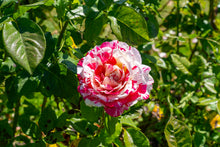 Hybrid tea rose 'Neil Diamond'