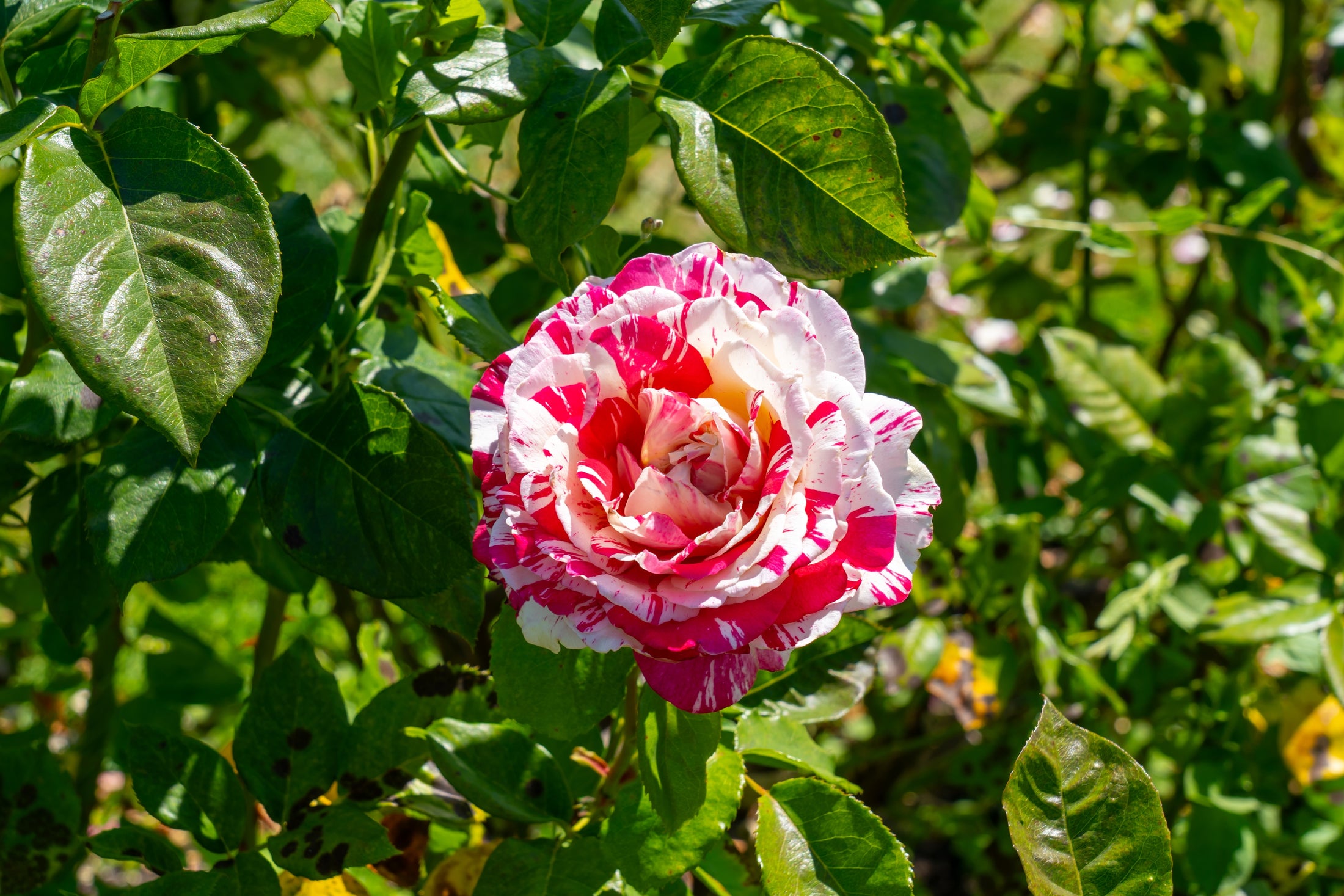 Hybrid tea rose 'Neil Diamond'