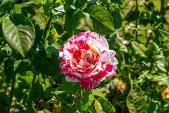 Rosier hybride de thé ‘Neil Diamond’ (Rosa)