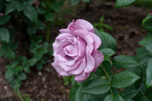 Rosier hybride de thé 'Neptune'