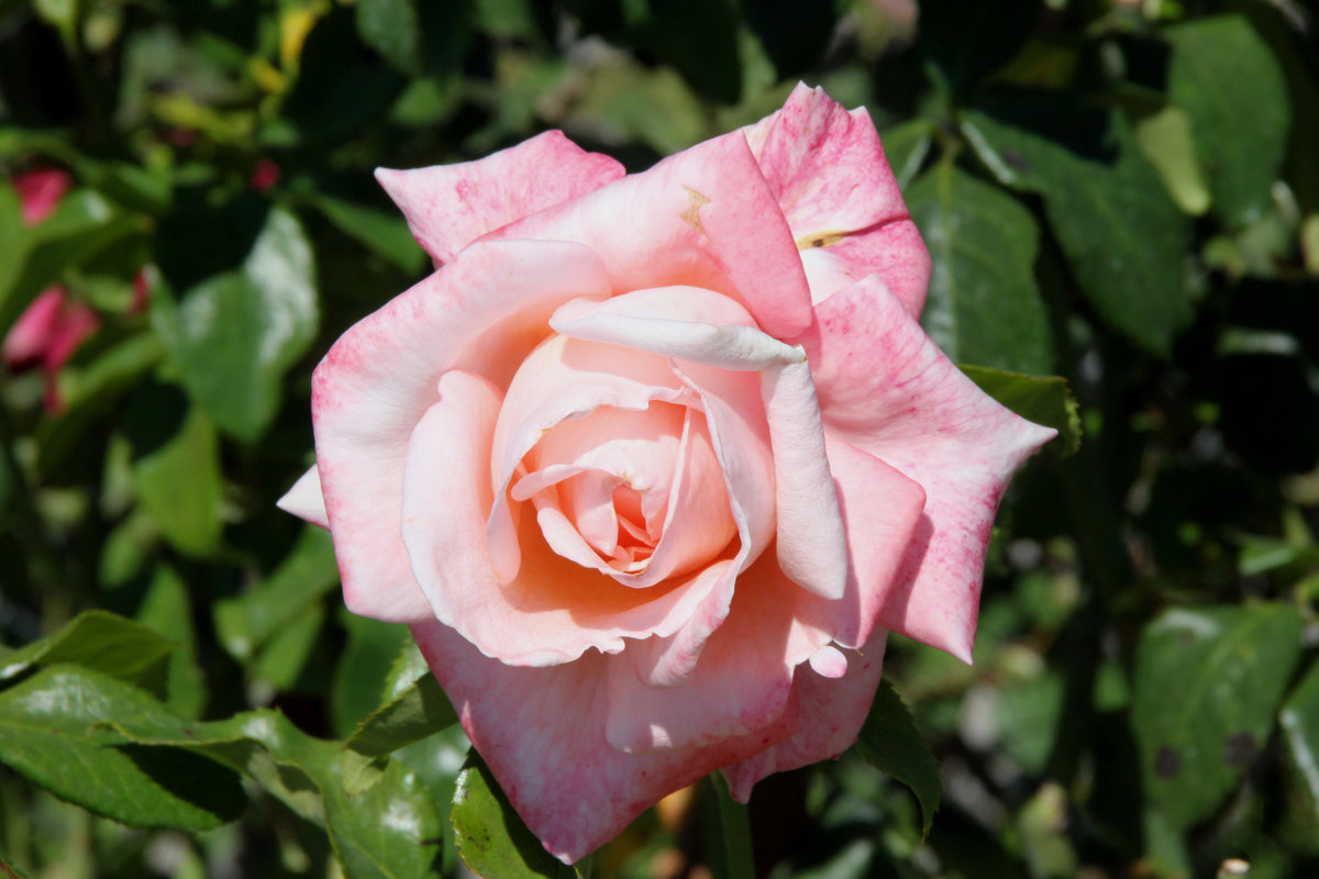 Rosier hybride de thé 'New Zealand'