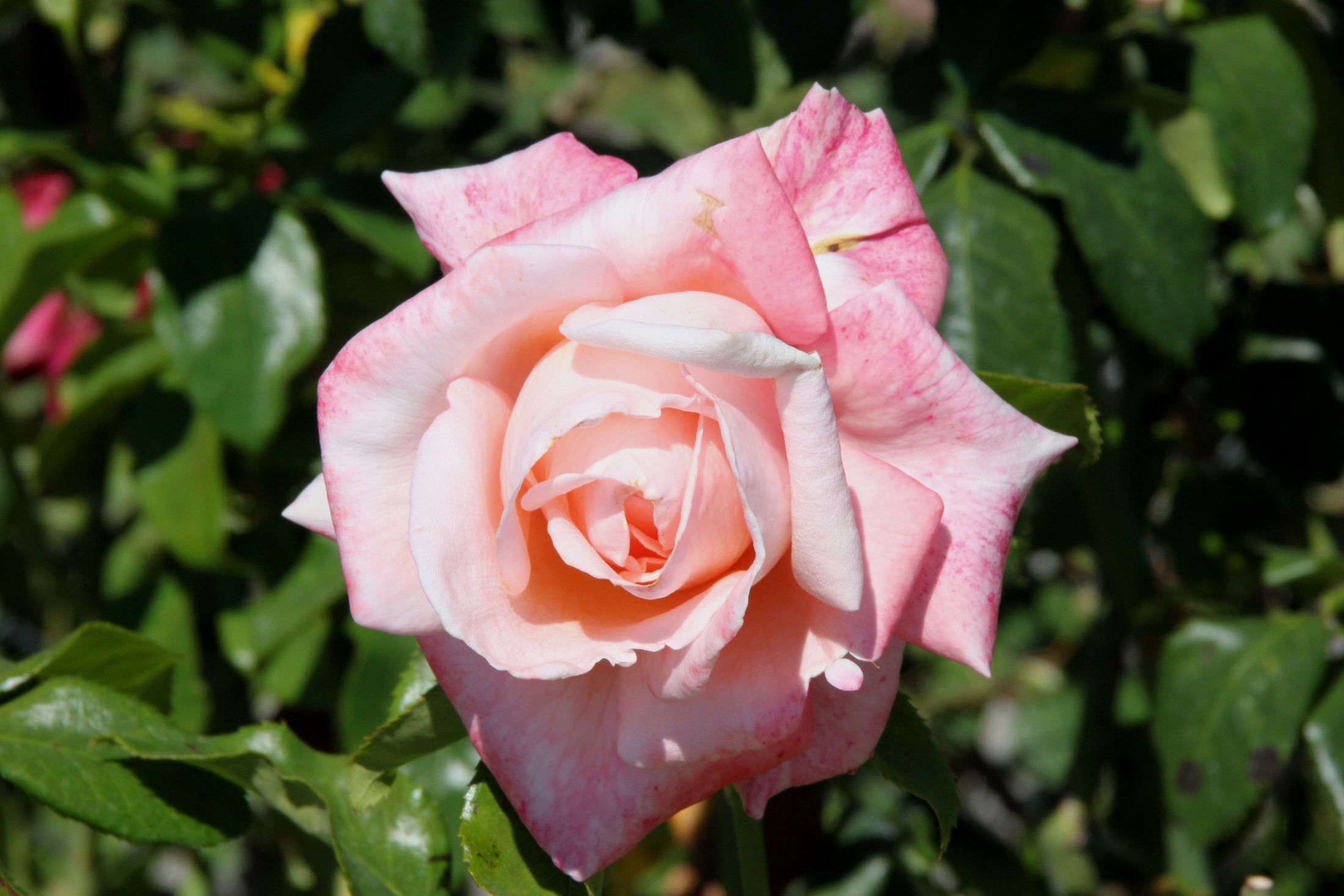 Rosier hybride de thé 'New Zealand'