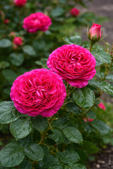 Rosier hybride de thé ‘Nothing But Class’