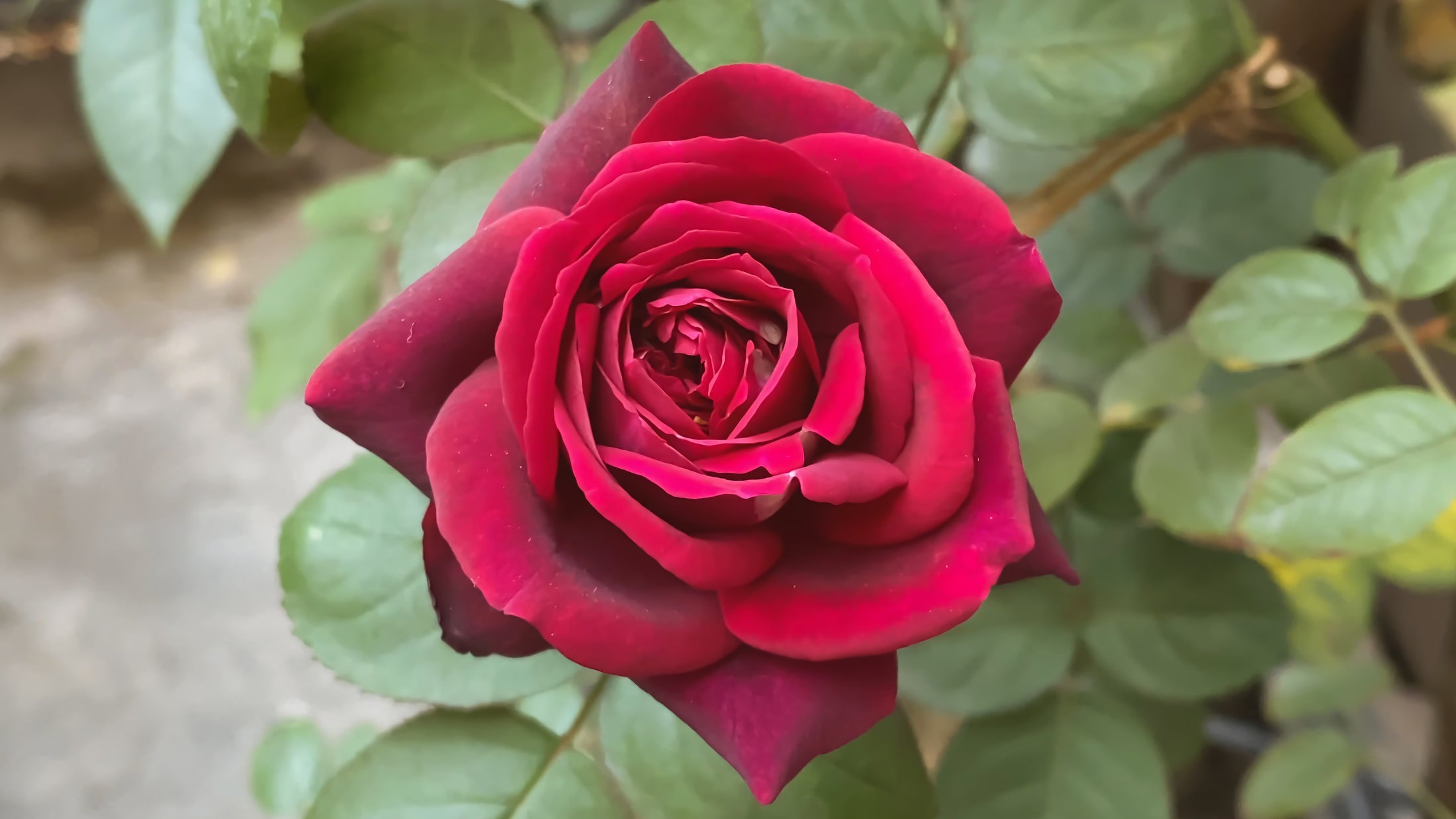 Hybrid tea rose 'Oklahoma'