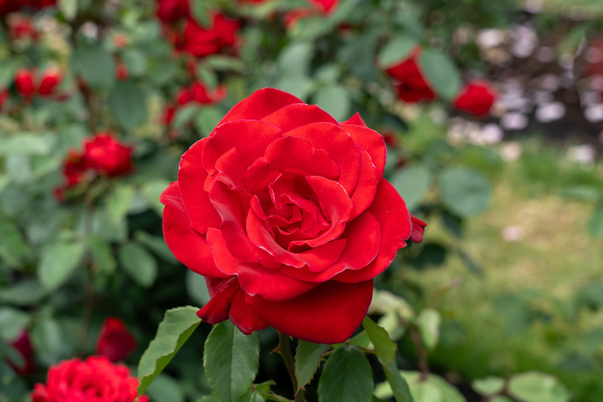 Hybrid tea rose 'Olympiad'