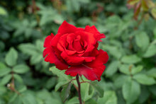 Rosier hybride de thé 'Opening Night'