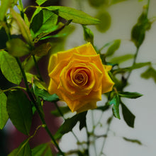 Hybrid tea rose 'Oregold'