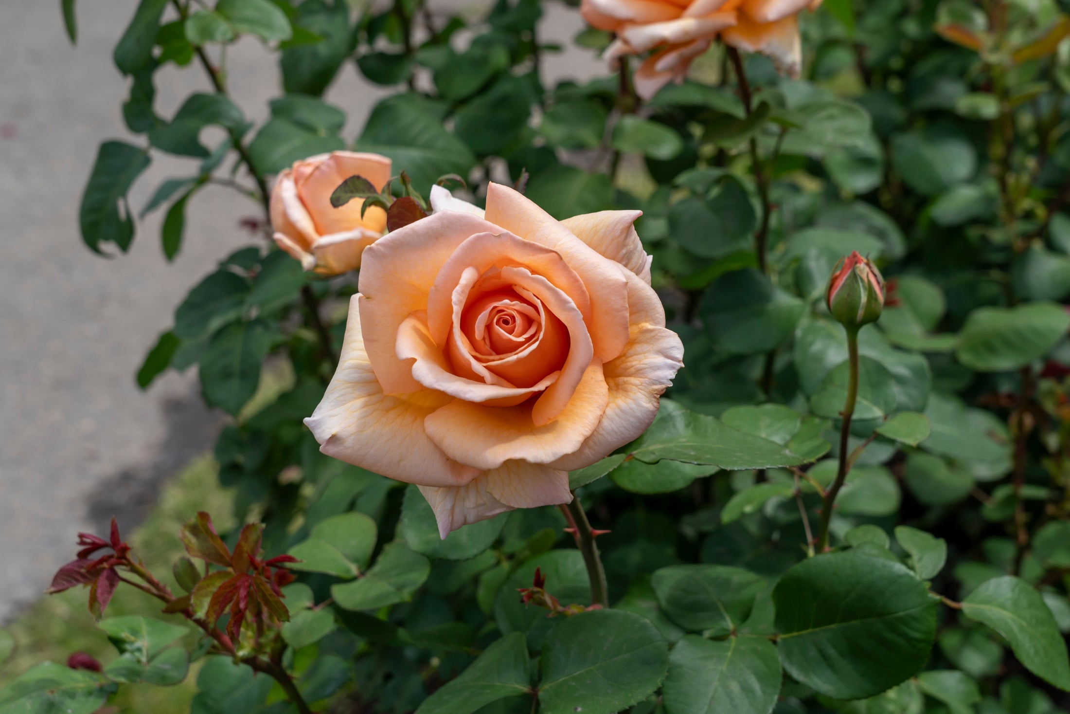 Hybrid tea rose 'Over The Moon'