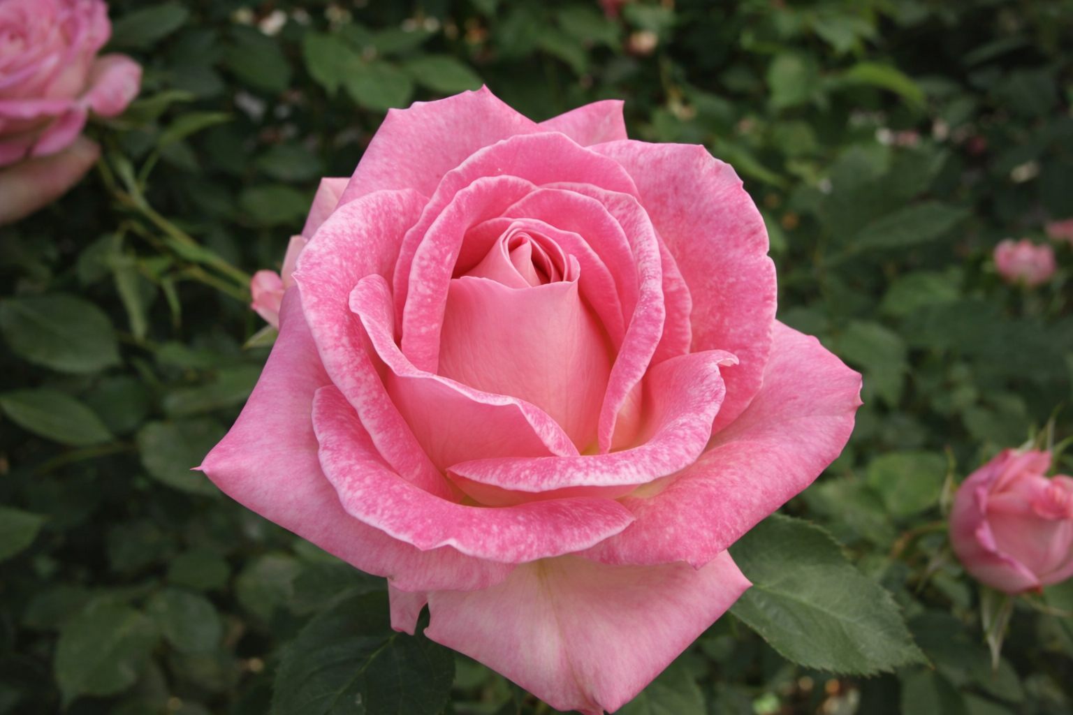 Hybrid tea rose 'Painted Porcelain'