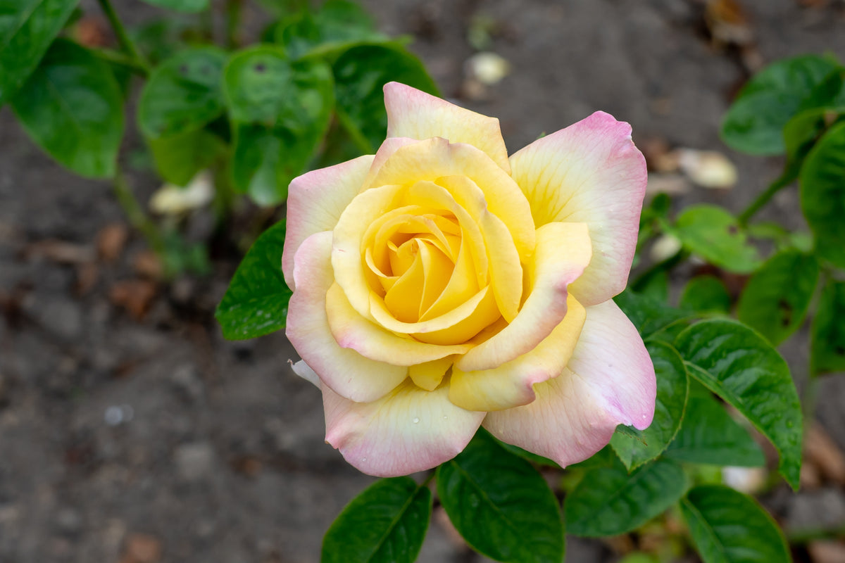 Rosier hybride de thé 'Peace'