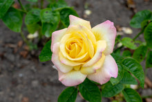 Rosier hybride de thé 'Peace'