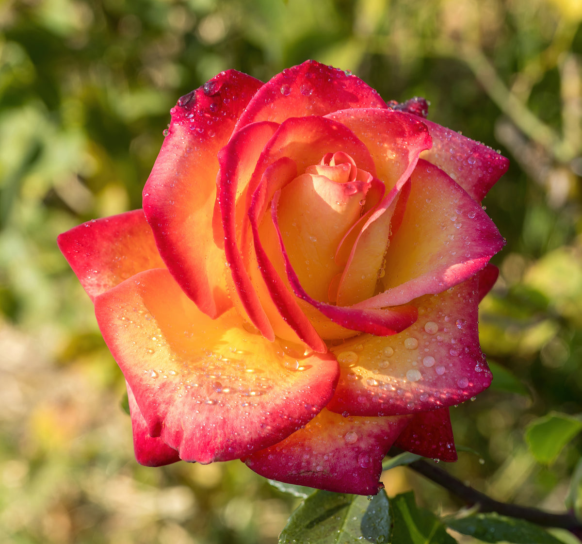 Hybrid tea rose 'Perfect Moment'