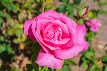 Rosier hybride de thé 'Perfume Delight'