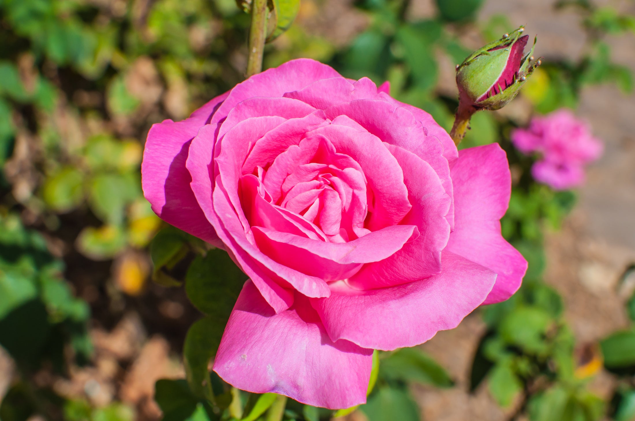 Rosier hybride de thé 'Perfume Delight'