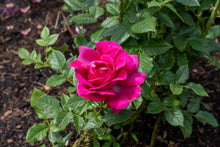 Hybrid tea rose 'Perfume Factory'