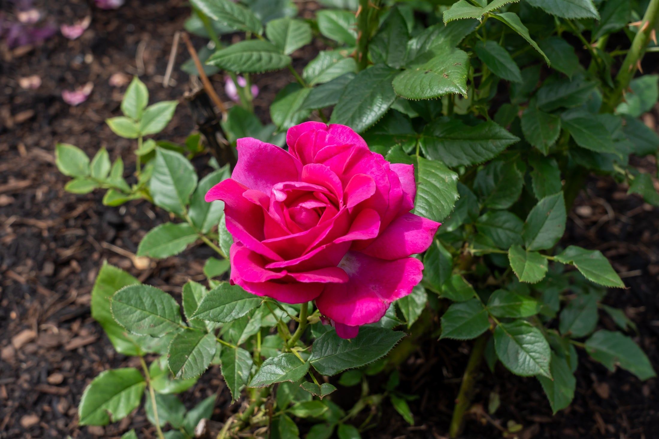 Hybrid tea rose 'Perfume Factory'