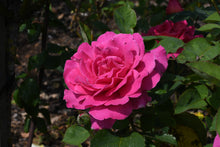 Hybrid tea rose 'Pink Peace'