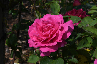 Rosier hybride de thé ‘Pink Peace’ (Rosa)