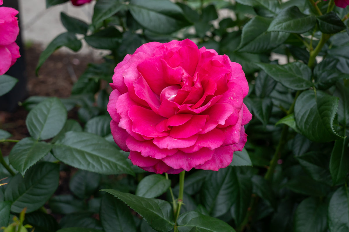 Hybrid tea rose 'Pretty Lady Rose'