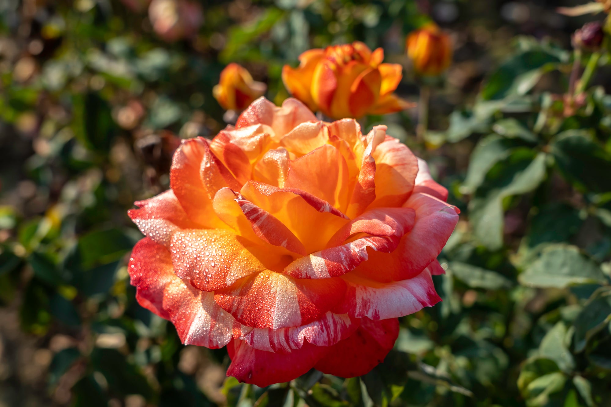 Hybrid tea rose 'Rainbow Niagara'