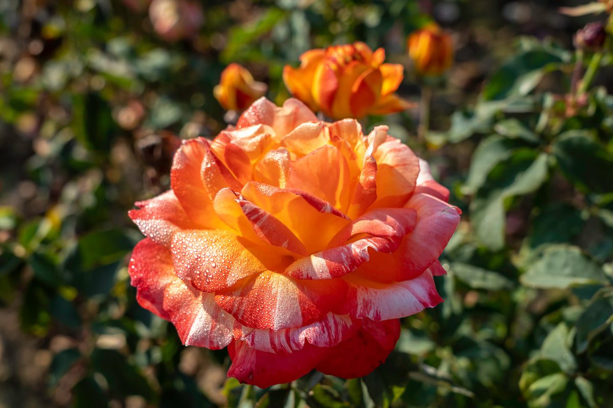 Rosier hybride de thé ‘Rainbow Niagara’ (Rosa)