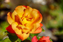 Hybrid tea rose 'Rio Samba'