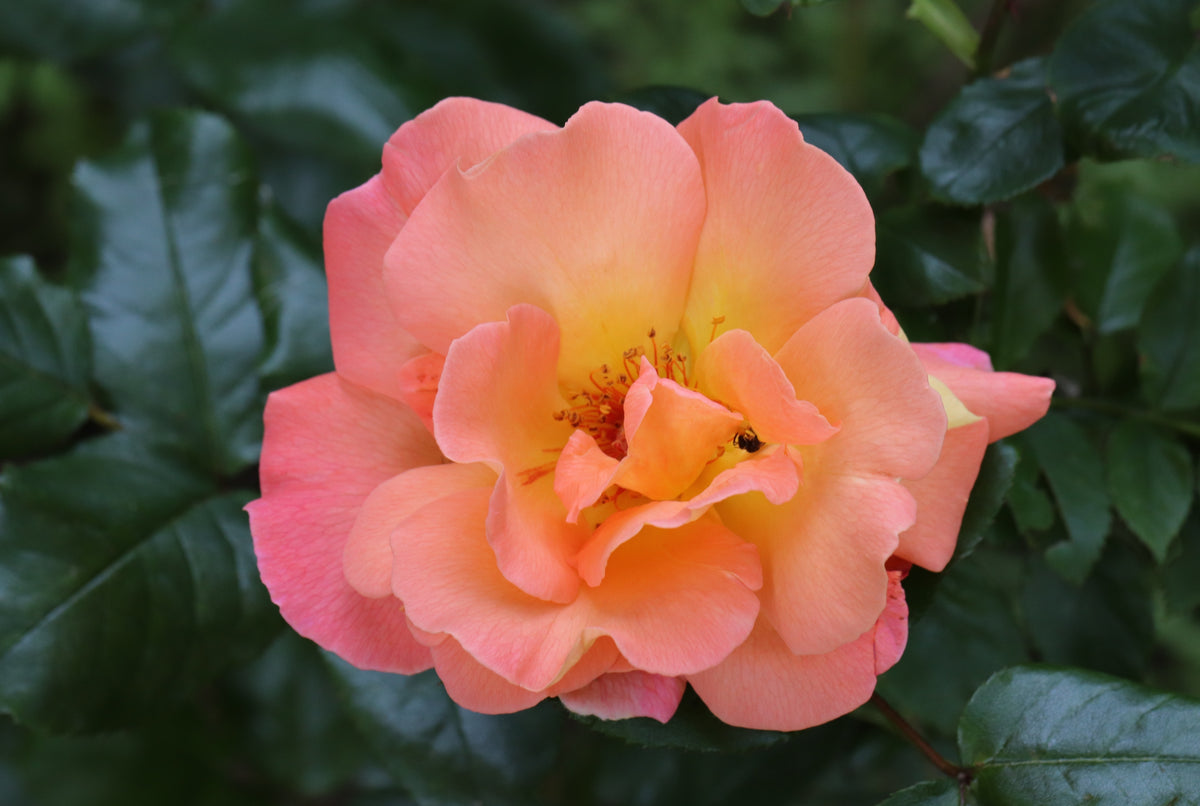 Hybrid tea rose 'Rosemary Harkness'