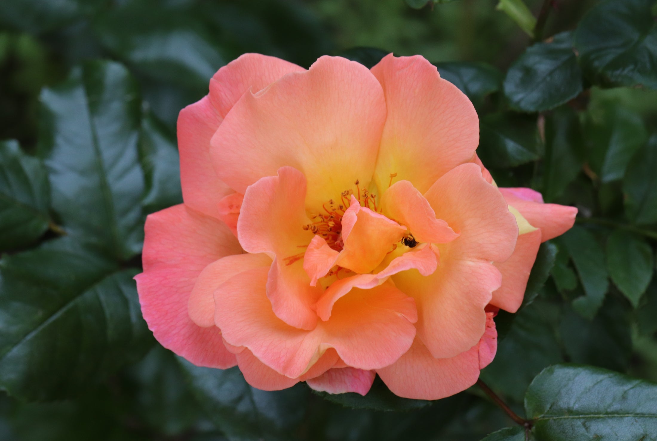Hybrid tea rose 'Rosemary Harkness'