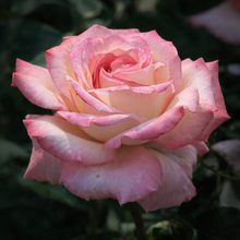 Rosier hybride de thé 'Secret'