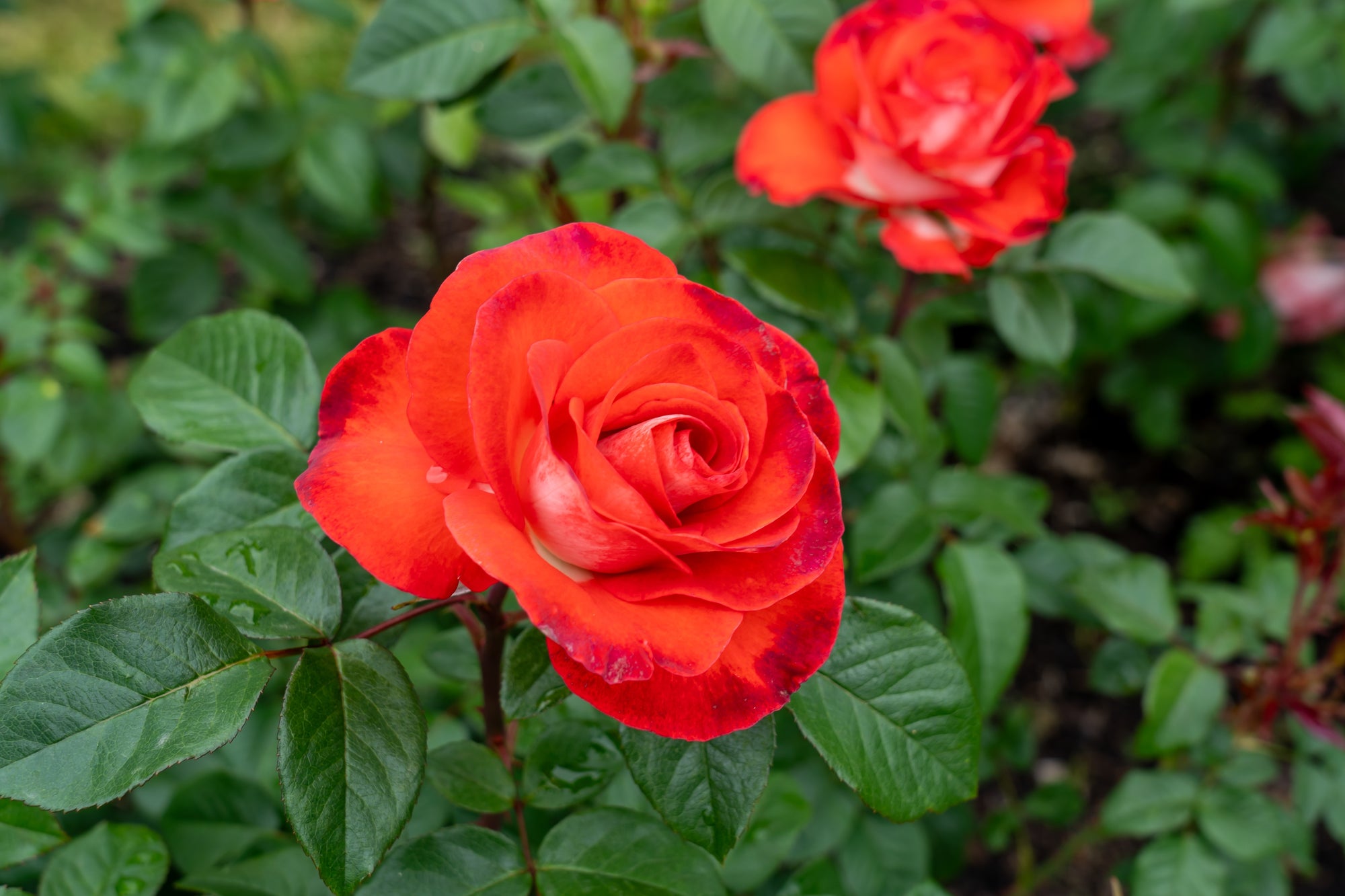 Hybrid tea rose 'Smokin' Hot'