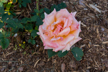 Hybrid tea rose 'Special Occasion'