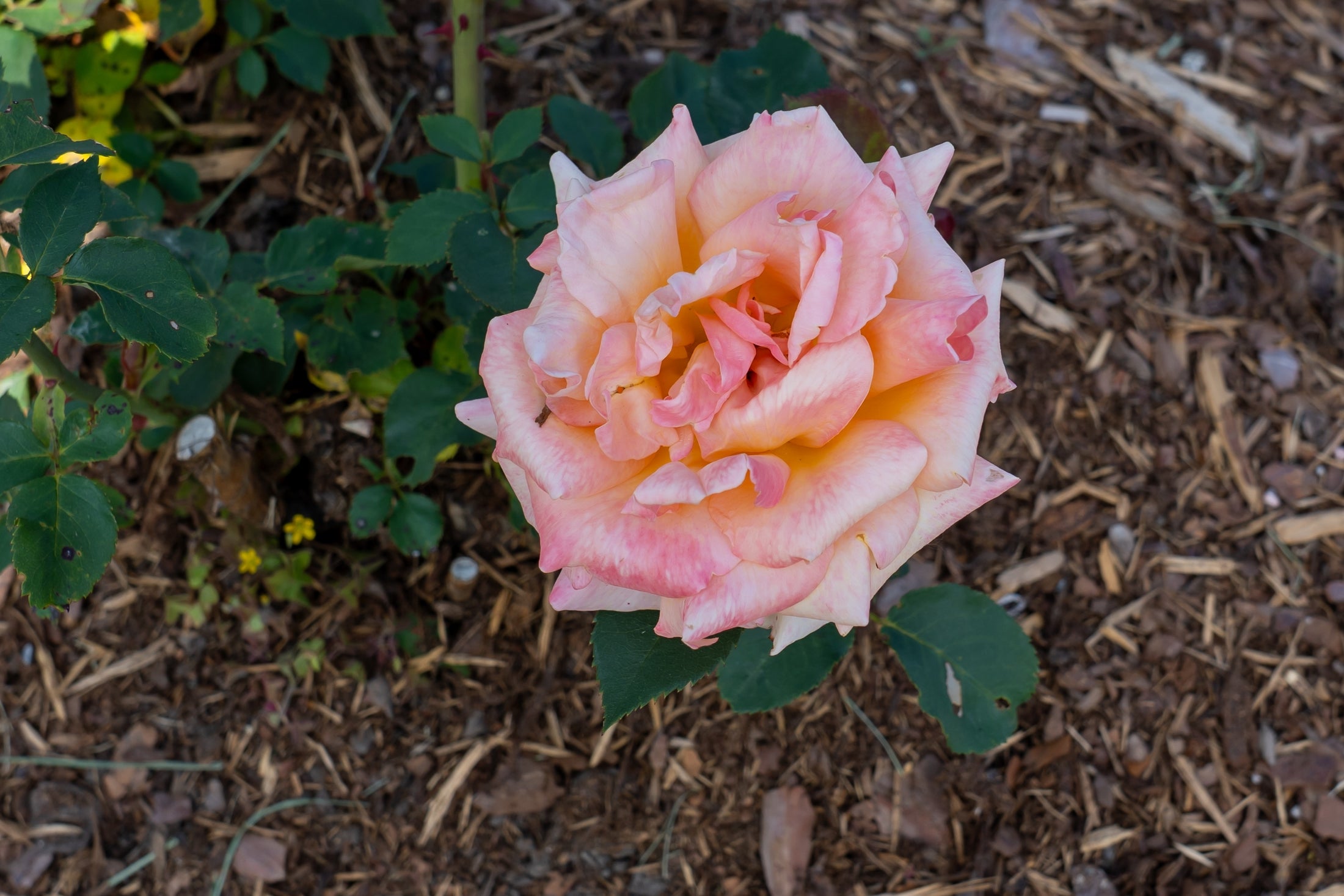 Hybrid tea rose 'Special Occasion'