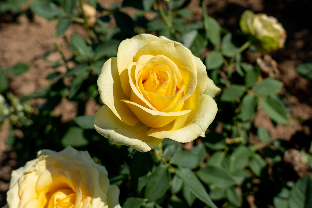 Rosier hybride de thé 'St. Patrick'