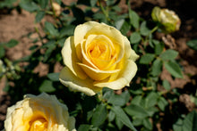 Rosier hybride de thé 'St. Patrick'
