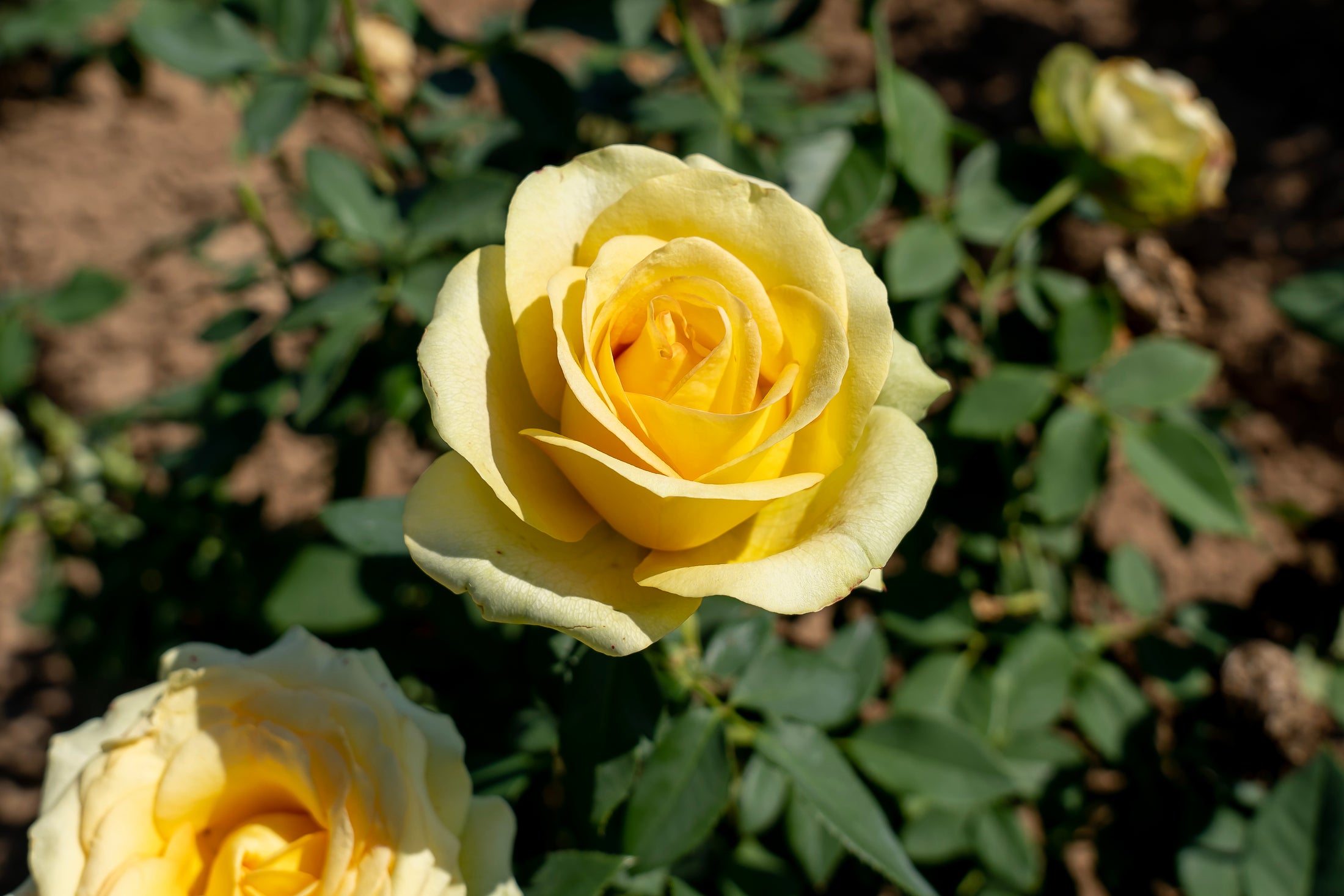 Rosier hybride de thé 'St. Patrick'