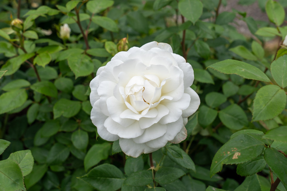 Rosier hybride de thé 'Sugar Moon'