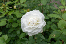 Rosier hybride de thé 'Sugar Moon'