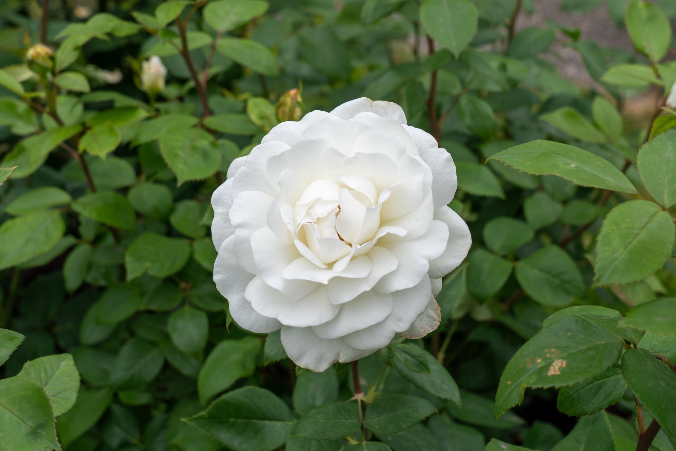 Rosier hybride de thé 'Sugar Moon'