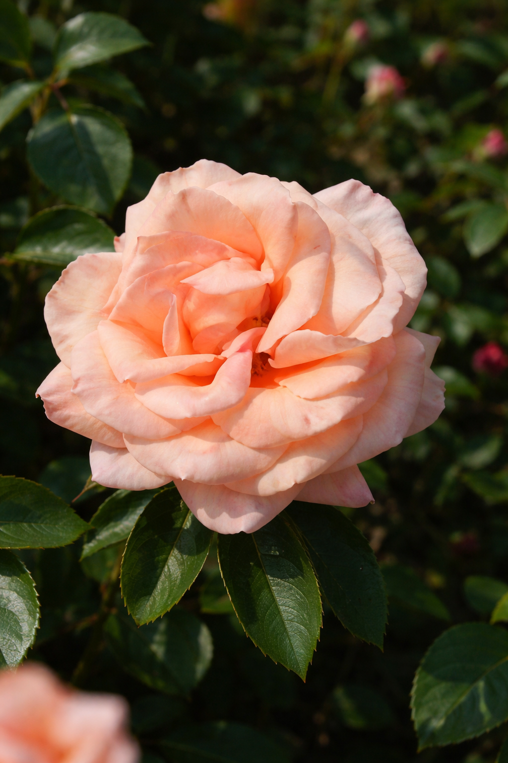 Rosier hybride de thé 'Sunset Celebration'