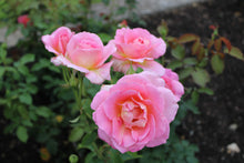 Rosier hybride de thé 'Tiffany'
