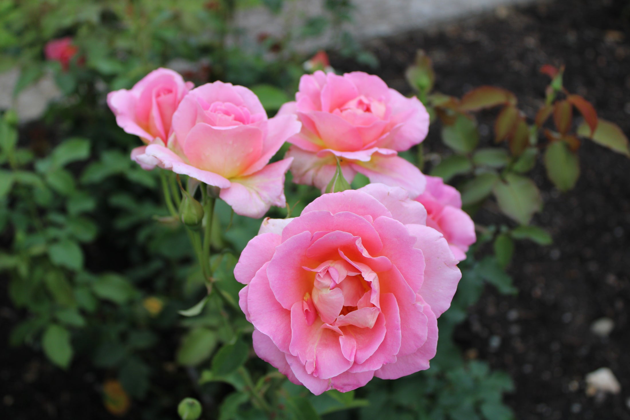 Rosier hybride de thé 'Tiffany'