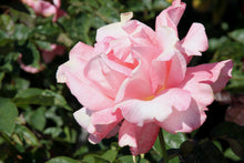 Rosier hybride de thé 'Touch of Class'