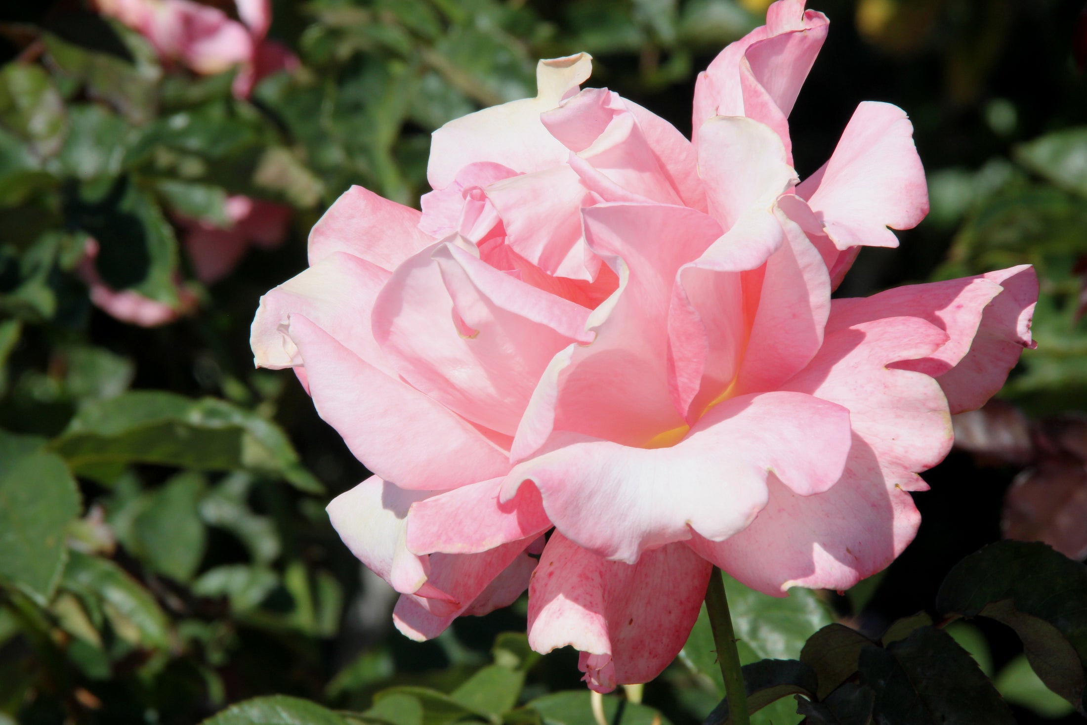 Rosier hybride de thé 'Touch of Class'