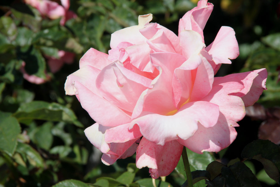 Rosier hybride de thé 'Touch of Class'