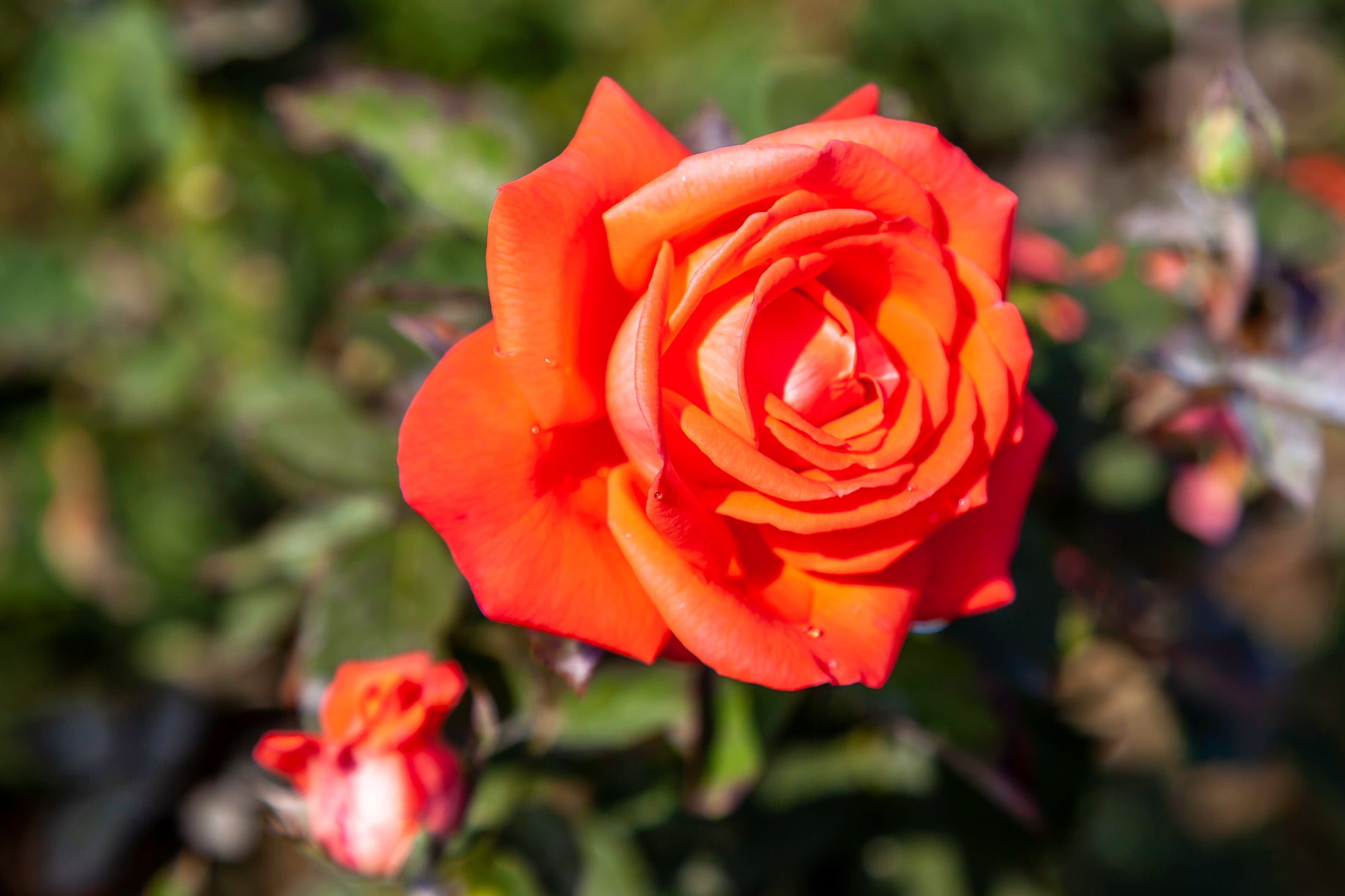 Rosier hybride de thé 'Tropicana'