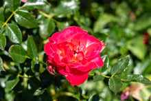 Rosier miniature 'Be My Baby'