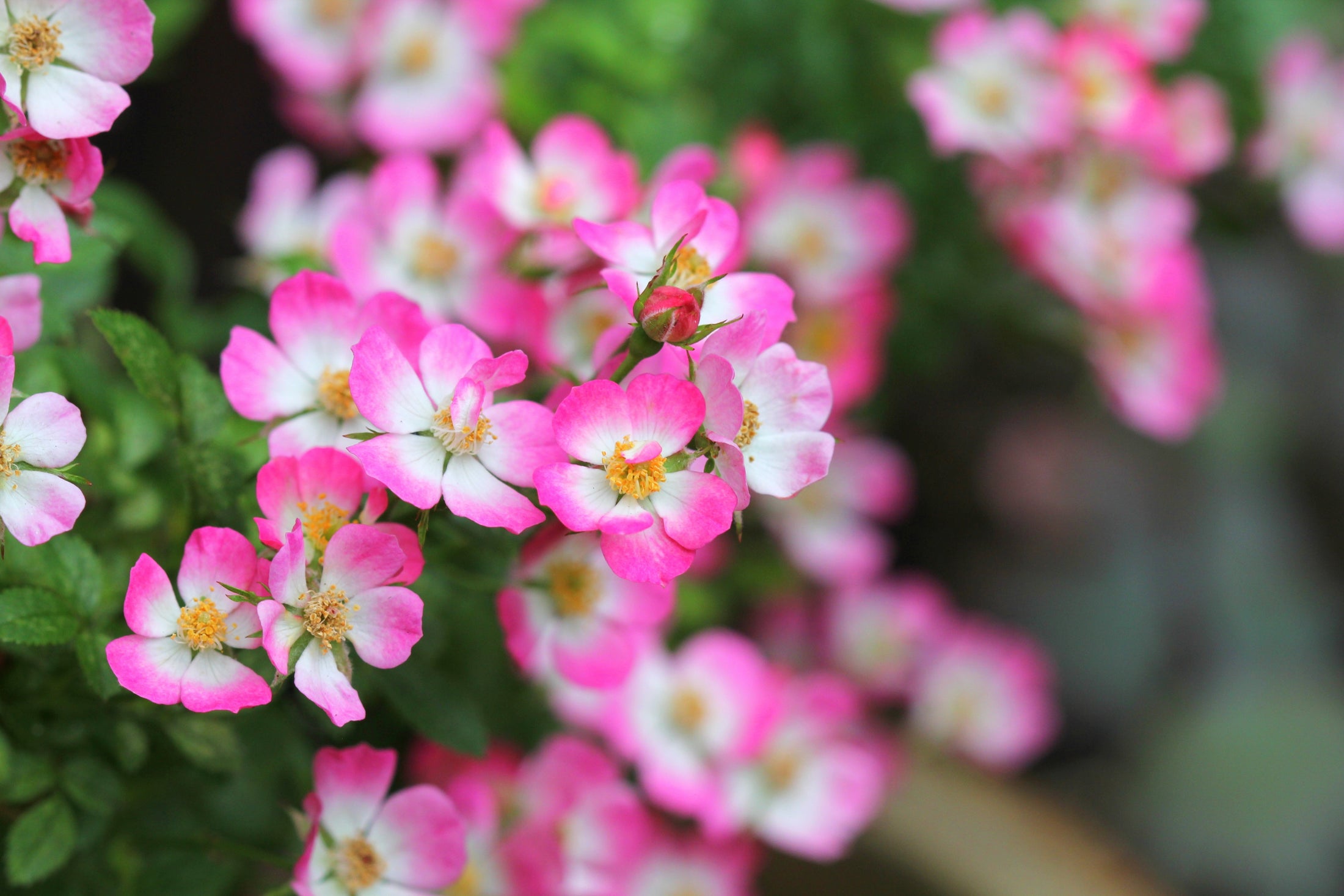 Rosier miniature 'Cutie Pie'
