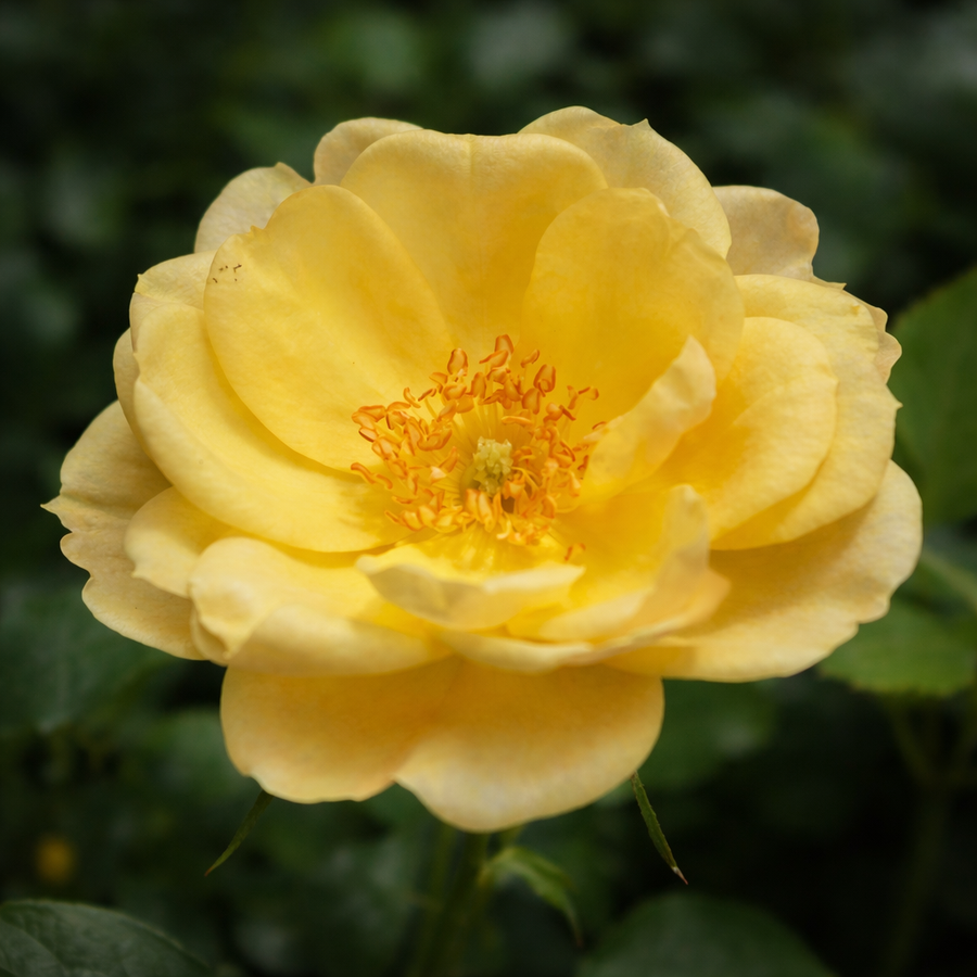 Rosier miniature 'Lemon Drop'