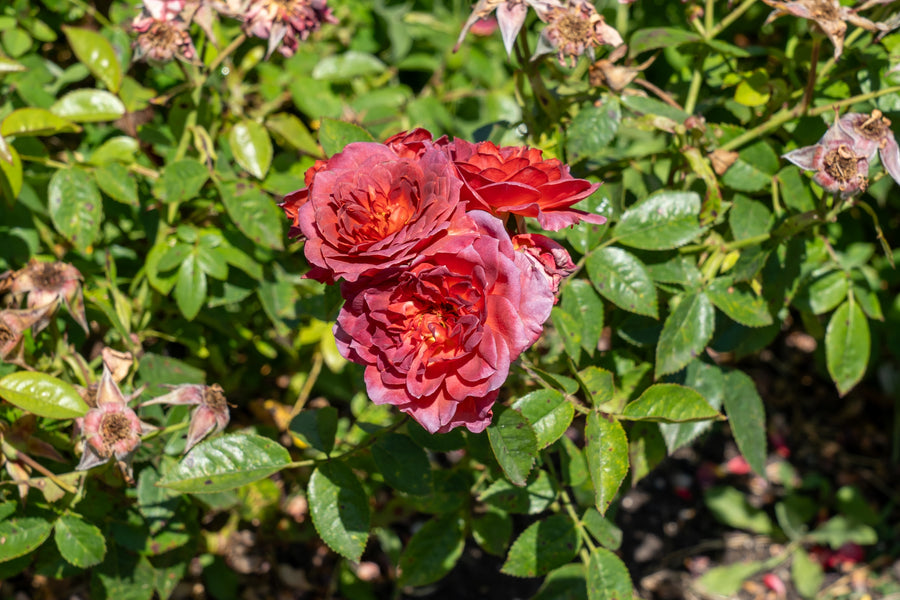 Rosier miniature 'Midnight Fire'